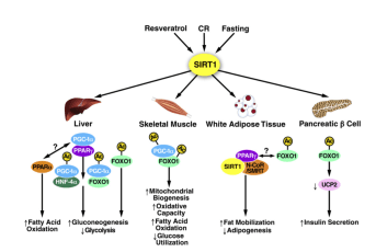 Screen Shot 2016-03-04 at 12.50.44 PM