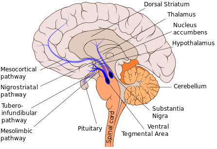 Mesolimbic_pathway.svg.png