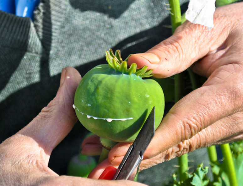 Screen Shot 2017-01-29 at 1.16.25 PM.png